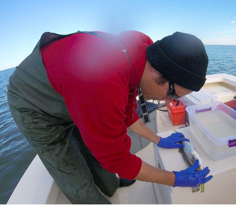 Mohan_fish_measure
